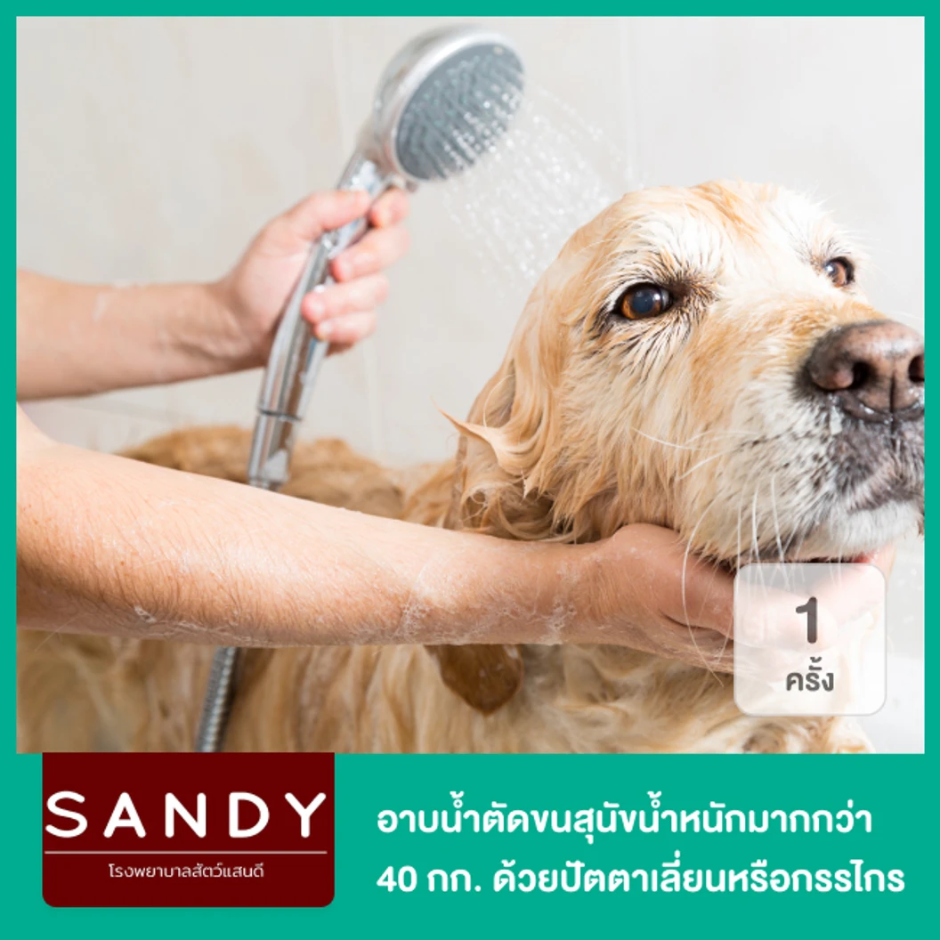 อาบน้ำและตัดขนสุนัข ด้วยปัตตาเลี่ยนหรือกรรไกร สำหรับสุนัขน้ำหนักมากกว่า 30 กก. 1 ครั้ง