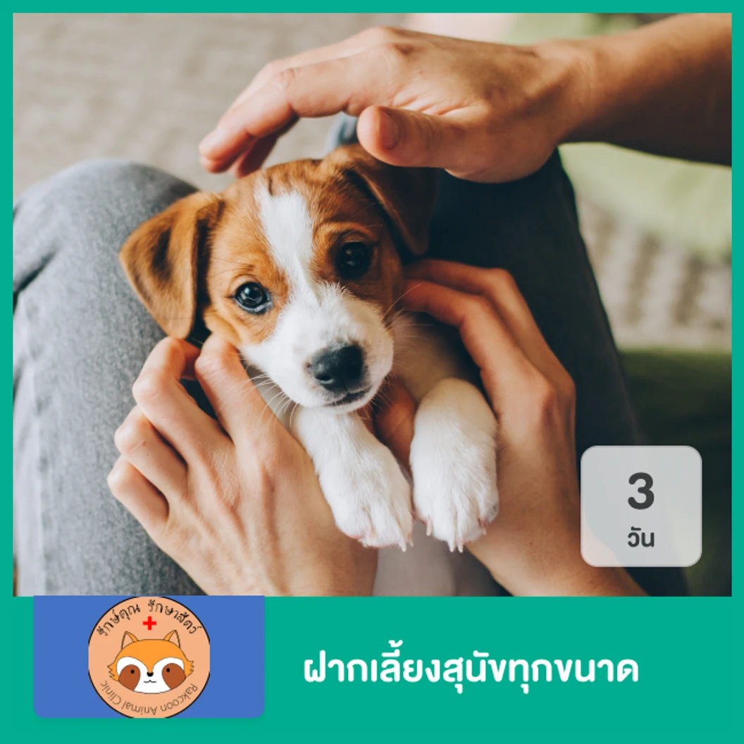 ฝากเลี้ยงสุนัข 3 วัน สำหรับสุนัขทุกขนาด