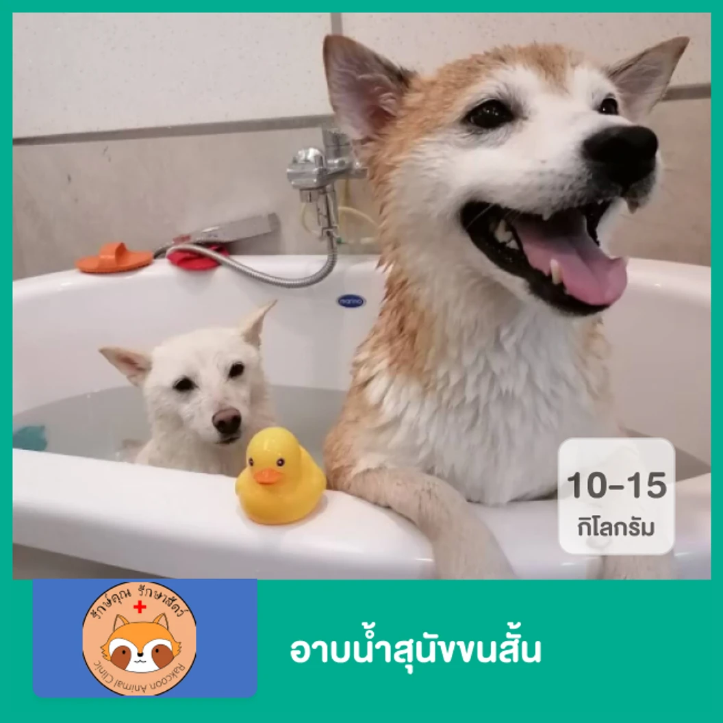 อาบน้ำสุนัขขนสั้น น้ำหนัก 10-15 กก.
