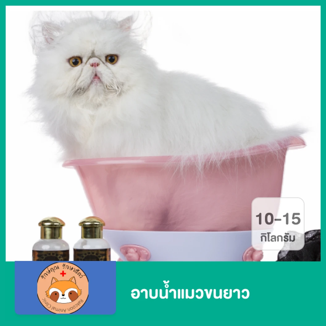 อาบน้ำแมวขนยาว น้ำหนัก 5 กก. ขึ้นไป