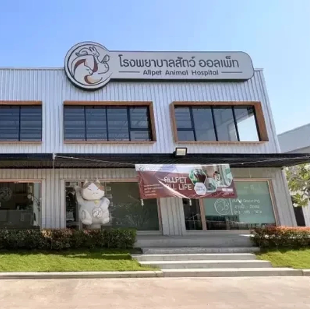 ทำหมันและฝากดูแลจนตัดไหม สำหรับเฟอเรท เฟนเน็คฟ็อกซ์ และเมียร์แคตตัวผู้ทุกขนาด