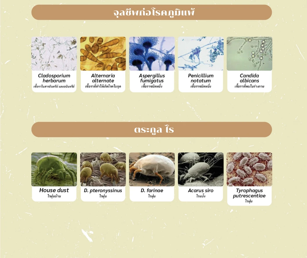 ตรวจหาสารก่อภูมิแพ้อาหารและสิ่งแวดล้อม 107 ชนิด (IgE Test) ด้วยวิธีเจาะเลือด