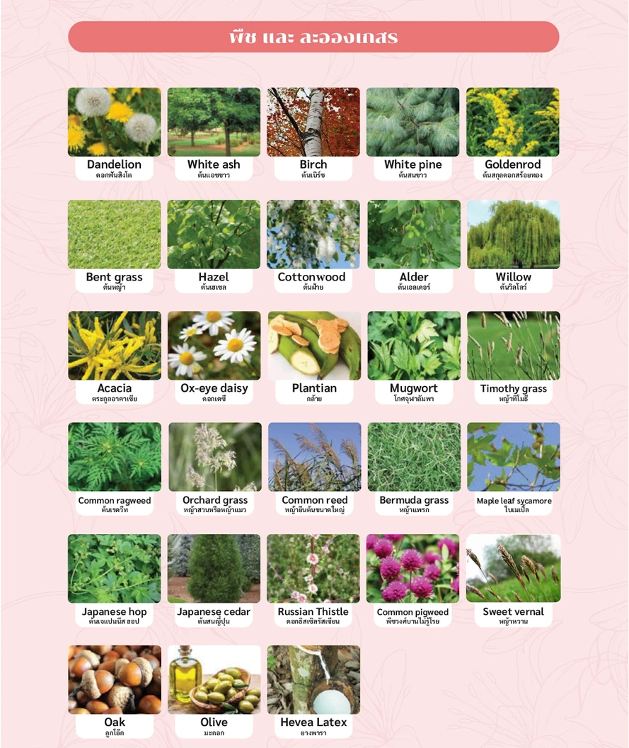 ตรวจหาสารก่อภูมิแพ้อาหารและสิ่งแวดล้อม 107 ชนิด (IgE Test) ด้วยวิธีเจาะเลือด