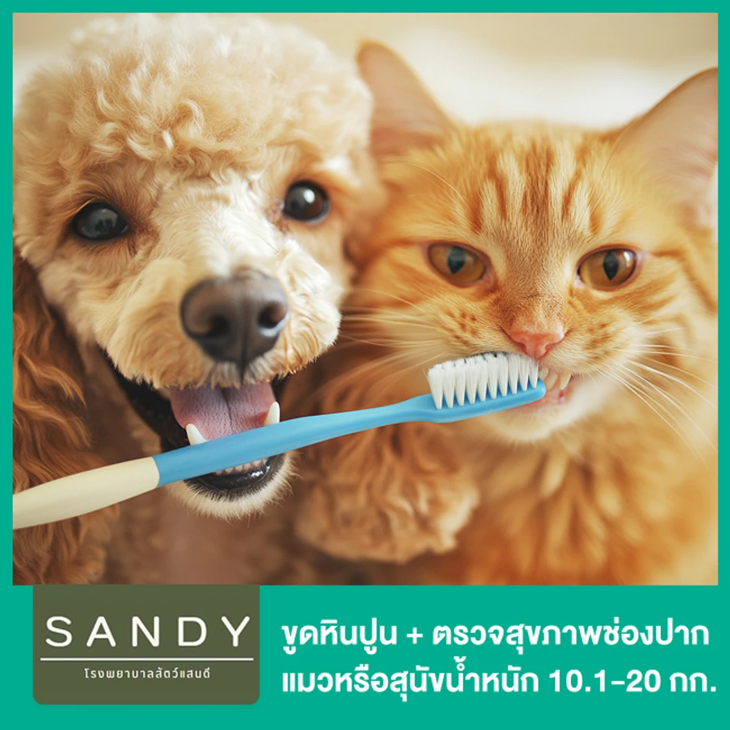 ขูดหินปูน + ตรวจสุขภาพช่องปาก แมวหรือสุนัขน้ำหนัก 10.1-20 กก. โดยสัตวแพทย์ผู้มีประสบการณ์ด้านช่องปาก