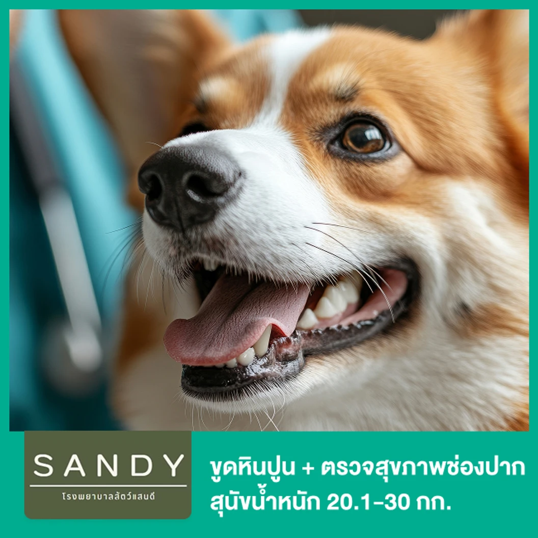 ขูดหินปูน + ตรวจสุขภาพช่องปาก สุนัขน้ำหนัก 20.1-30 กก. โดยสัตวแพทย์ผู้มีประสบการณ์ด้านช่องปาก