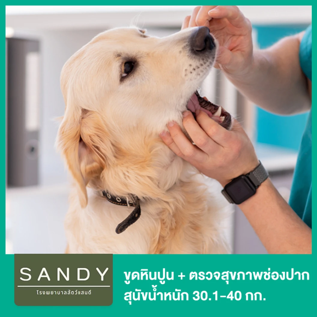ขูดหินปูน + ตรวจสุขภาพช่องปาก สุนัขน้ำหนัก 30.1-40 กก. โดยสัตวแพทย์ผู้มีประสบการณ์ด้านช่องปาก