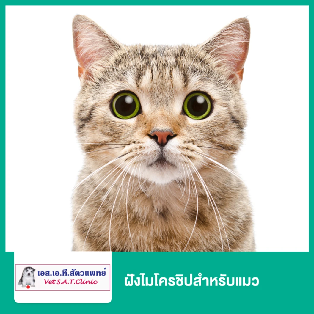 ฝังไมโครชิปสำหรับแมว