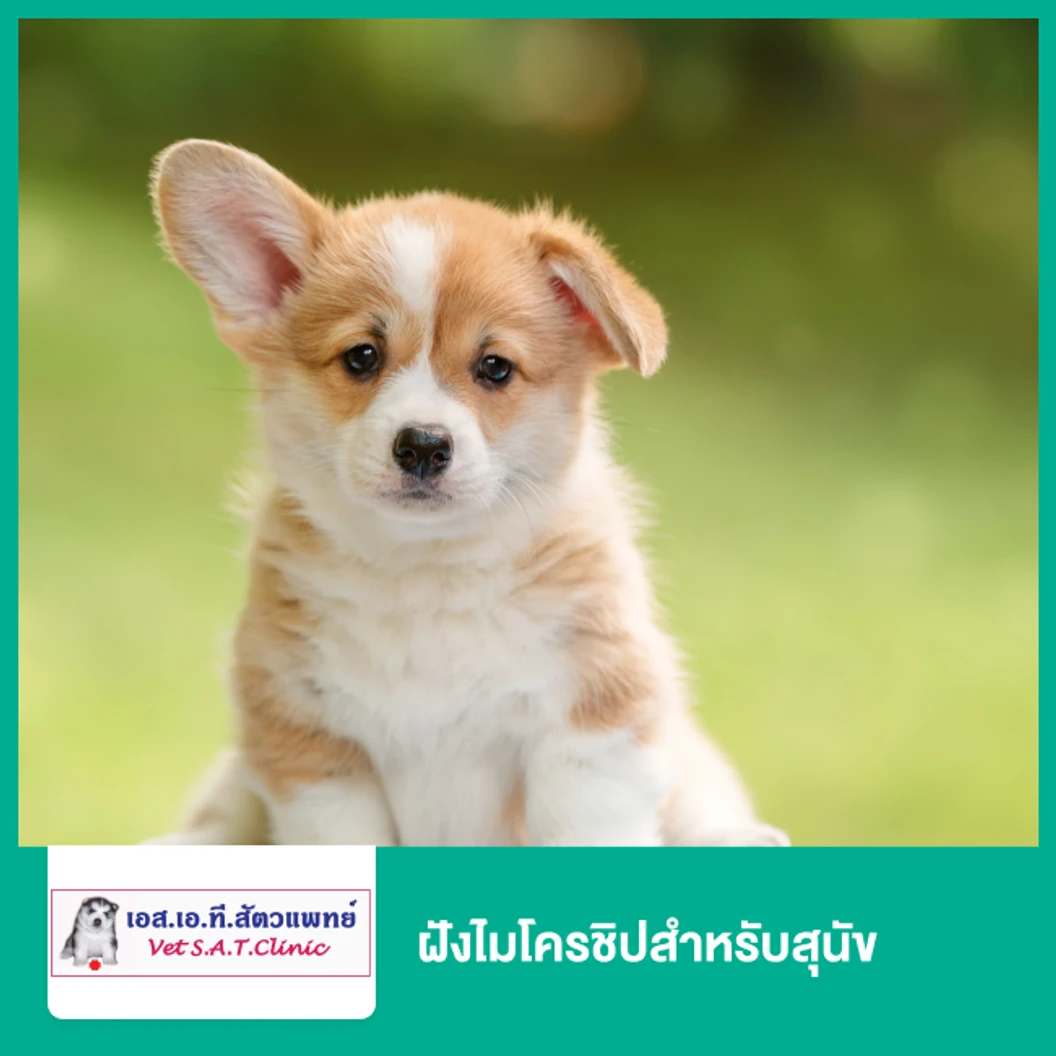 ฝังไมโครชิปสำหรับสุนัข