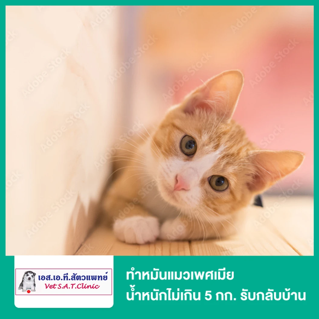 ทำหมันแมวเพศเมีย น้ำหนักไม่เกิน 5 กก. รับกลับบ้าน