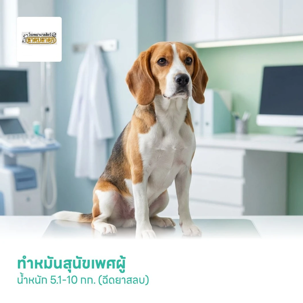 ทำหมันสุนัขเพศผู้ น้ำหนัก 5.1-10 กก. (ฉีดยาสลบ)