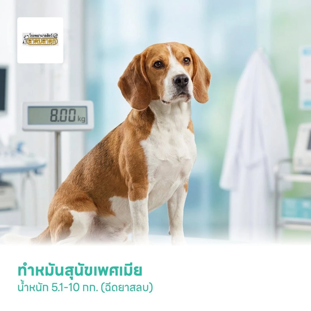 ทำหมันสุนัขเพศเมีย น้ำหนัก 5.1-10 กก. (ฉีดยาสลบ)