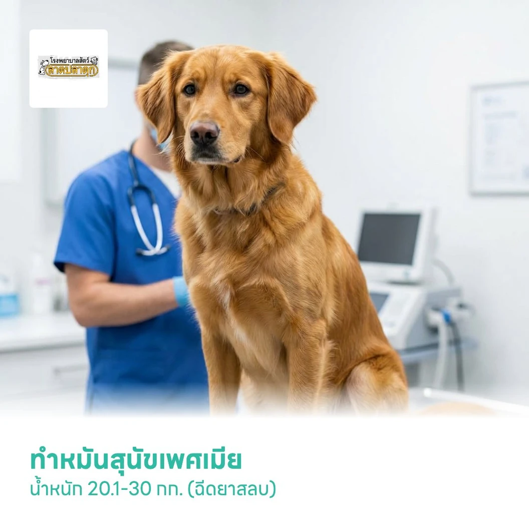 ทำหมันสุนัขเพศเมีย น้ำหนัก 20.1-30 กก. (ฉีดยาสลบ)