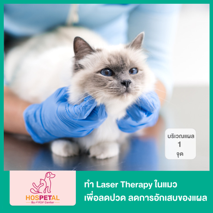 ทำ Laser Therapy ในแมว บริเวณแผล 1 จุด เพื่อลดปวด ลดอักเสบ  และเร่งให้แผลสมานเร็วขึ้น ที่ Hospetal By Prs Center - ราคา 2566 (2023) |  Hdmall