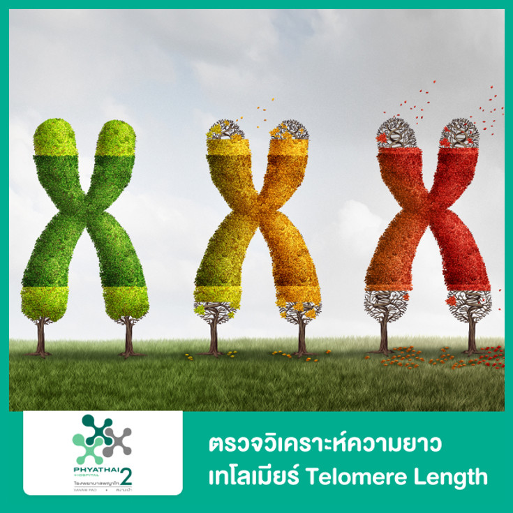 ตรวจวิเคราะห์ความยาวเทโลเมียร์ Telomere Length ที่ โรงพยาบาลพญาไท 2 - ราคา  2566 (2023) | Hdmall