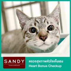 ตรวจสุขภาพหัวใจแข็งแรง Heart Bonus Checkup โดยสัตวแพทย์ผู้มีประสบการณ์ด้านโรคหัวใจ สำหรับแมวทุกวัย ที่ โรงพยาบาลสัตว์แสนดี 24 ชั่วโมง