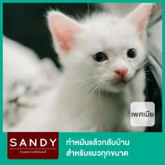 ทำหมันแล้วกลับบ้าน สำหรับแมวเพศเมียทุกขนาด