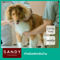 ทำหมันแล้วกลับบ้าน สำหรับสุนัขเพศเมียน้ำหนัก 7.1-15 กก.