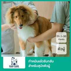 ทำหมันแล้วรับกลับ สำหรับสุนัขตัวผู้ที่น้ำหนัก 20.1-30 กก.