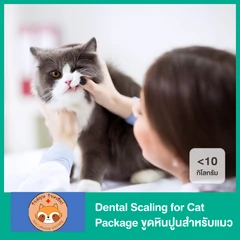 Dental Scaling for Cat Package ขูดหินปูนสำหรับแมวน้ำหนักน้อยกว่า 10 กก.