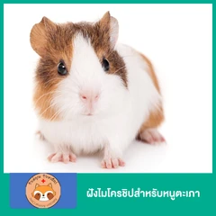 ฝังไมโครชิปสำหรับหนูตะเภา