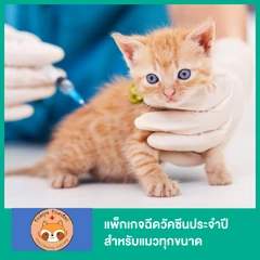 แพ็กเกจฉีดวัคซีนประจำปี สำหรับแมวทุกขนาด