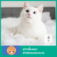 ฝากเลี้ยงแมว 3 วัน สำหรับแมวทุกขนาด