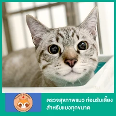 First Step Kitten Package Premium ตรวจสุขภาพแมว ก่อนรับเลี้ยง โปรแกรมพรีเมียม สำหรับแมวทุกขนาด
