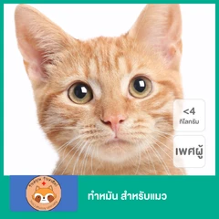 ทำหมัน สำหรับแมวเพศผู้ น้ำหนักไม่เกิน 4 กก.