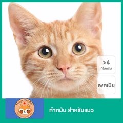 ทำหมัน สำหรับแมวเพศเมีย น้ำหนัก 4 กก. ขึ้นไป
