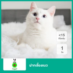 ฝากเลี้ยงแมว น้ำหนักไม่เกิน 15 กก. 1 วัน