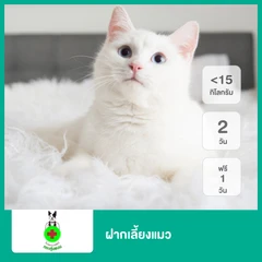 ฝากเลี้ยงแมว น้ำหนักไม่เกิน 15 กก. 2 วัน ฟรี! 1 วัน
