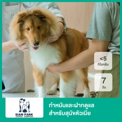 ทำหมันและฝากดูแล 7 วัน สำหรับสุนัขตัวเมียที่น้ำหนักน้อยกว่า 5 กก.