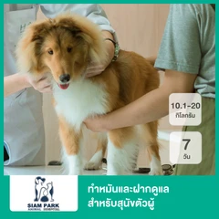 ทำหมันและฝากดูแล 7 วัน สำหรับสุนัขตัวผู้ที่น้ำหนัก 10.1-20 กก.