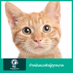 ทำหมันแมวตัวผู้ทุกขนาด