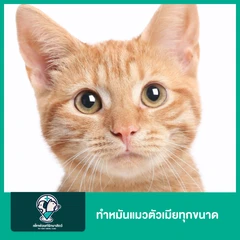 ทำหมันแมวตัวเมียทุกขนาด