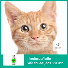 ทำหมันแมวตัวเมีย น้ำหนักน้อยกว่า 5 กก. ฟรี! ส่วนลดกรณีต้องการแอดมิตหลังทำหมันมูลค่า 500 บาท