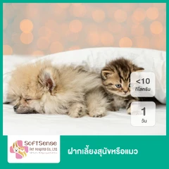 ฝากเลี้ยงสุนัขหรือแมว น้ำหนักไม่เกิน 6 กิโลกรัม 1 วัน