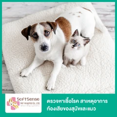 ตรวจหาเชื้อโรค สาเหตุอาการท้องเสียของสุนัขและแมว ด้วยกล้องจุลทรรศน์ (Feces Examination by Microscope)