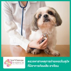 ตรวจหาสาเหตุการถ่ายเหลวในสุนัข ที่มีอาการท้องเสีย อาเจียน ไม่รับประทานอาหาร ด้วยกล้องจุลทรรศน์ และชุดตรวจเชื้อไวรัสพาร์โวและโคโรนา (Fecal cytology, CCV/CPV test kit)