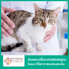 ส่องตรวจเชื้อราชนิดติดต่อสู่คนในแมว ที่มีอาการขนร่วงและคัน (Woodlamp)