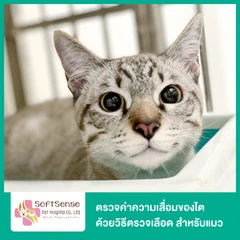 ตรวจค่าความเสื่อมของไต ด้วยวิธีตรวจเลือด สำหรับแมว (CRE,BUN,SDMA)