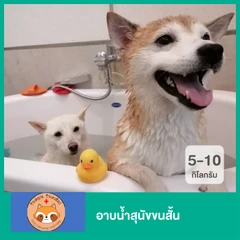 อาบน้ำสุนัขขนสั้น น้ำหนัก 5-10 กก.
