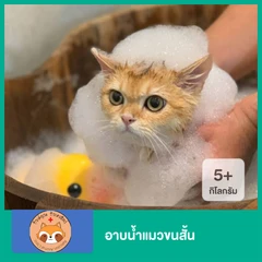 อาบน้ำแมวขนสั้น น้ำหนัก 5 กก. ขึ้นไป