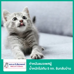 ทำหมันแมวเพศผู้ น้ำหนักไม่เกิน 5 กก. รับกลับบ้าน