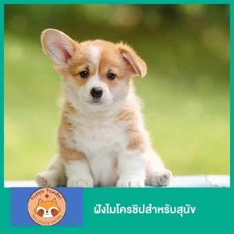 ฝังไมโครชิปสำหรับสุนัข