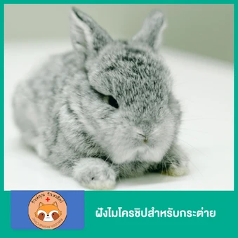 ฝังไมโครชิปสำหรับกระต่าย