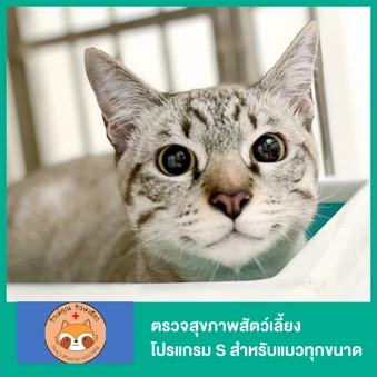 ตรวจสุขภาพสัตว์เลี้ยง โปรแกรม S สำหรับแมวทุกขนาด
