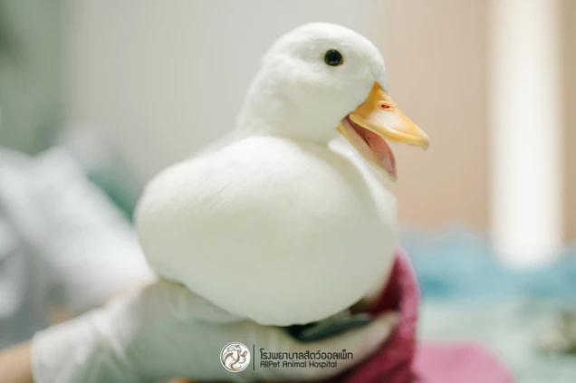 Allpet Animal Hospital photo 4