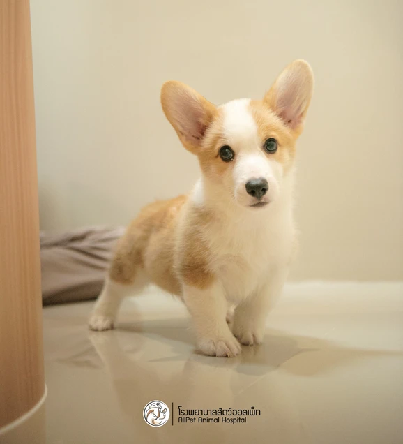Allpet Animal Hospital photo 5