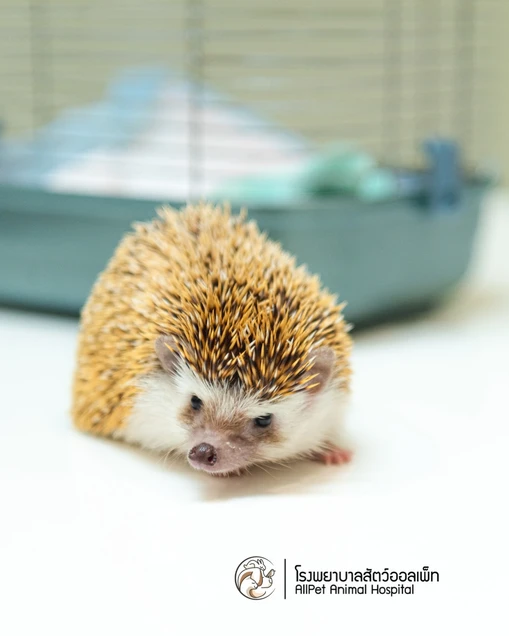 Allpet Animal Hospital photo 6
